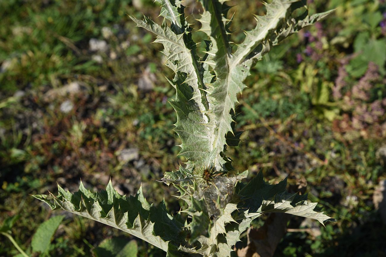 Image of Onopordum acanthium specimen.