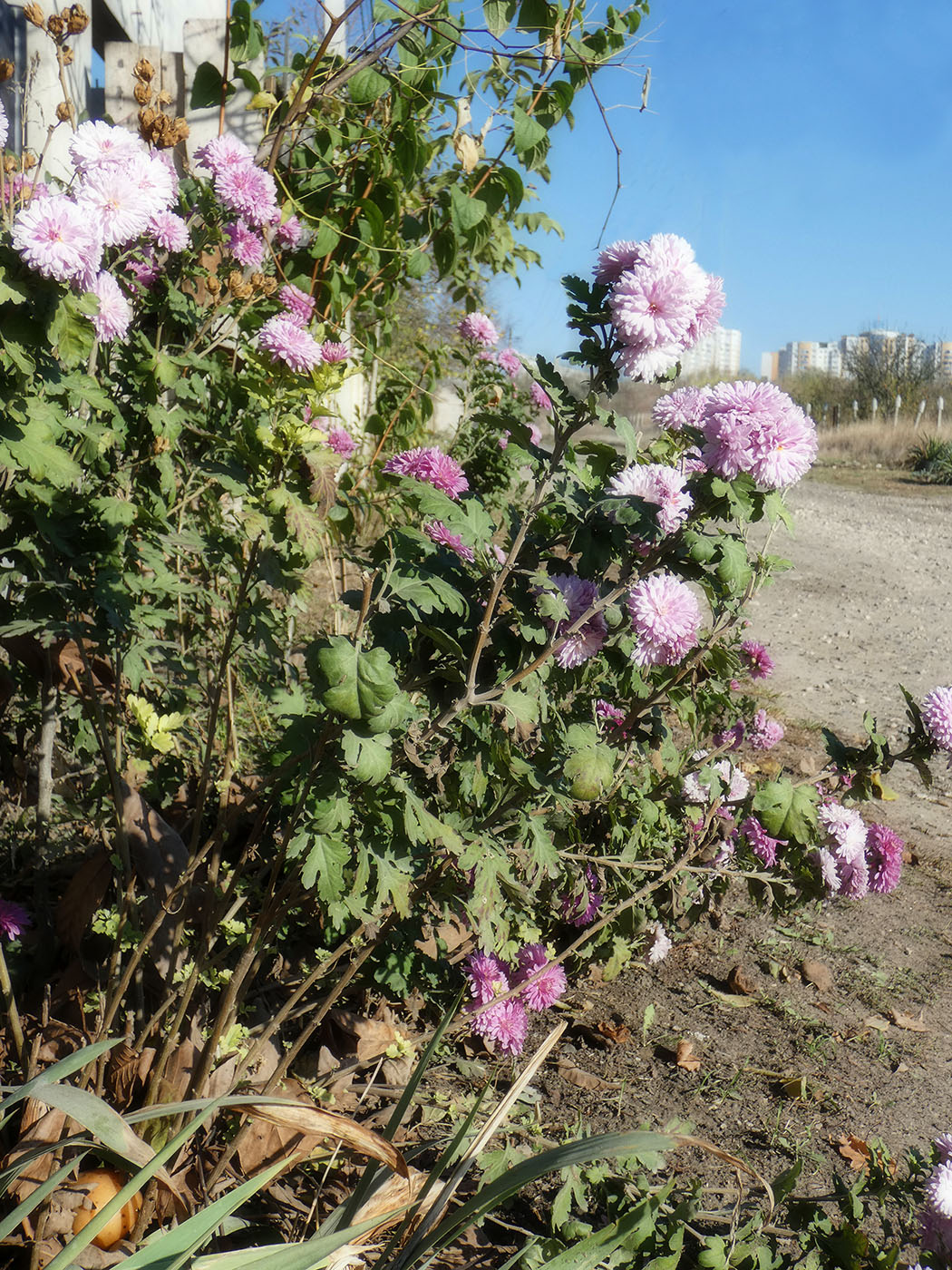 Изображение особи Chrysanthemum indicum.