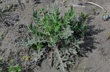 Cirsium vulgare