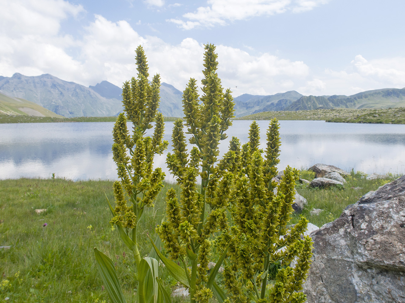 Изображение особи Veratrum lobelianum.