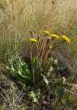 Taraxacum serotinum. Цветущее и плодоносящее растение. Оренбургская обл., Беляевский р-н, Донской сельсовет, Долгие Горы, степной склон. 5 сентября 2023 г.