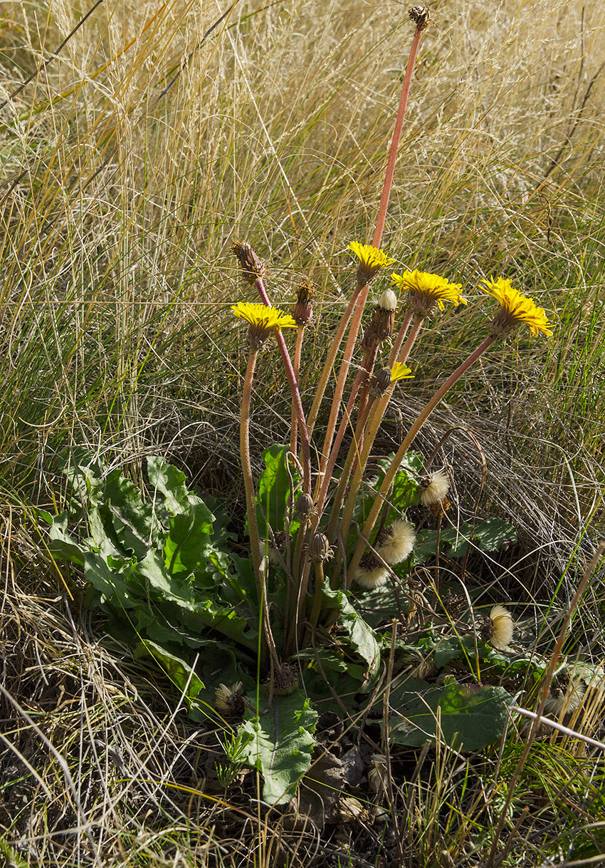 Image of Taraxacum serotinum specimen.