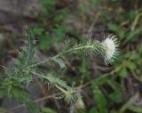 Cirsium echinus