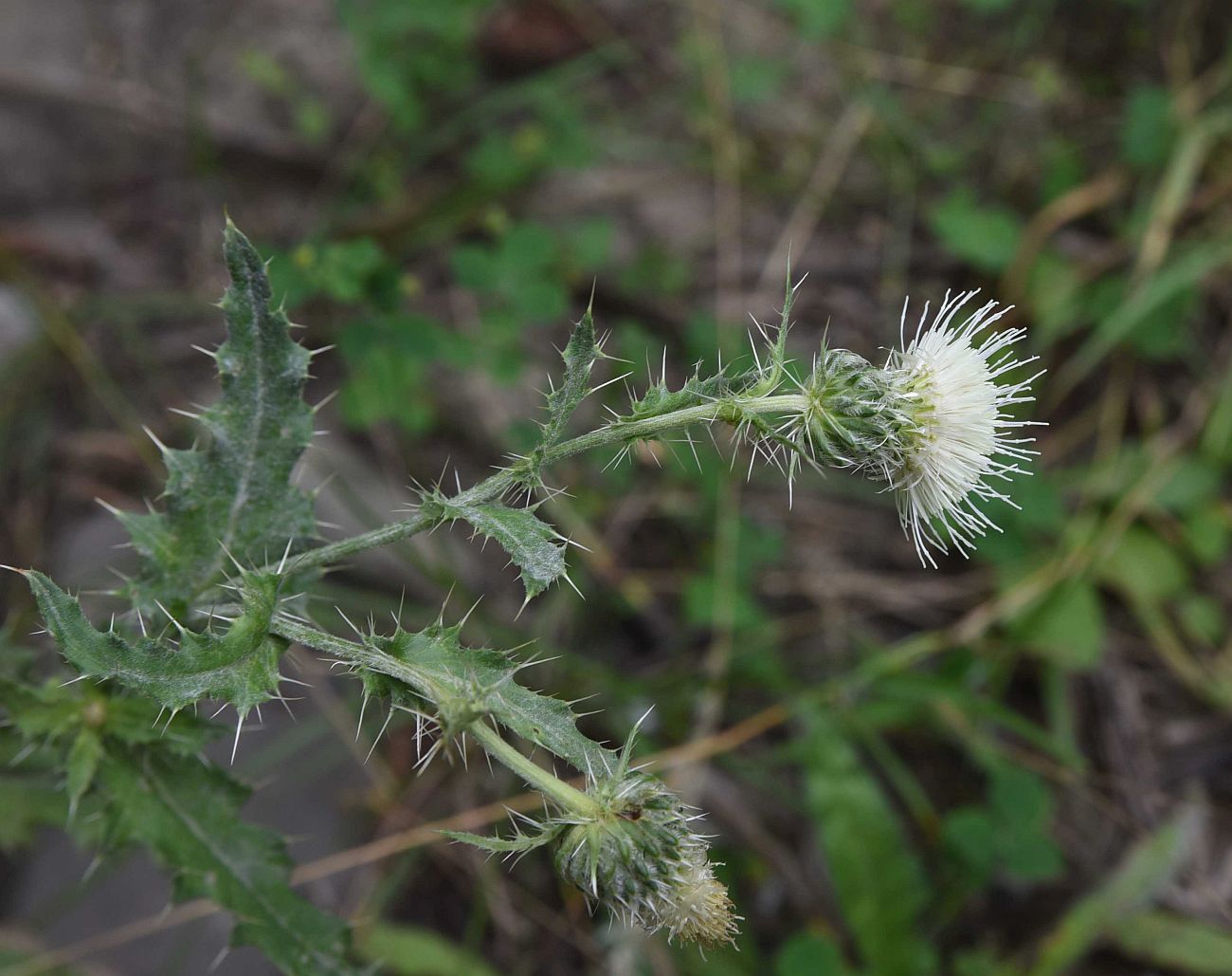 Изображение особи Cirsium echinus.