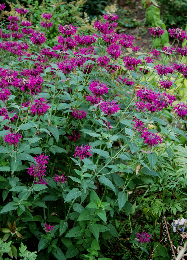 Image of Monarda fistulosa specimen.