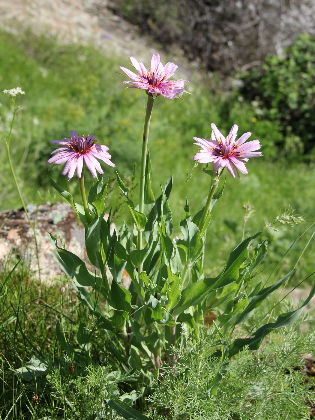 Изображение особи Tragopogon malikus.