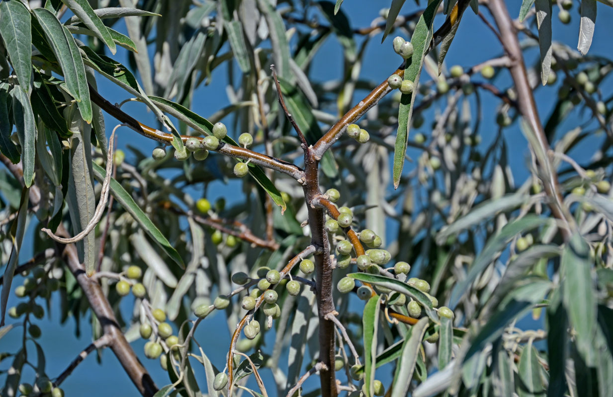 Изображение особи Elaeagnus angustifolia.