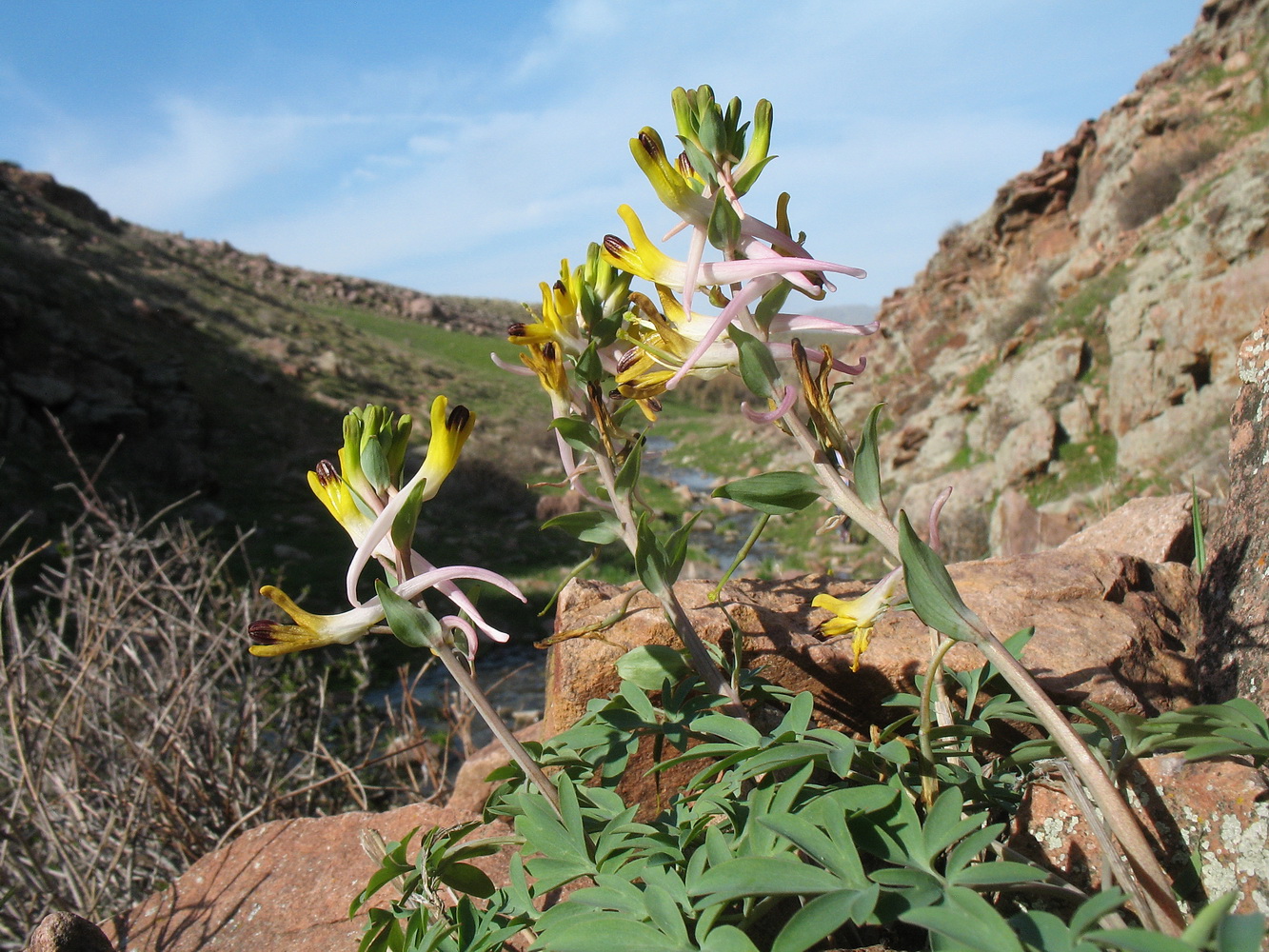 Image of Corydalis ainae specimen.