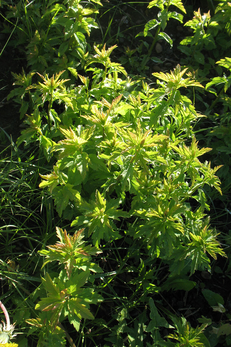 Image of genus Spiraea specimen.