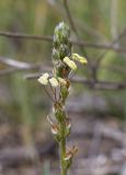 Plantago albicans. Верхушка соцветия с сидящими клещами-краснотелками (?). Испания, автономное сообщество Каталония, провинция Жирона, комарка Баш Эмпорда, муниципалитет Тороэлья-де-Монгри, окр. устья р. Тер, осушенный участок маршевого луга \"Платера\" (Platera) с наносами песка. 12.05.2024.