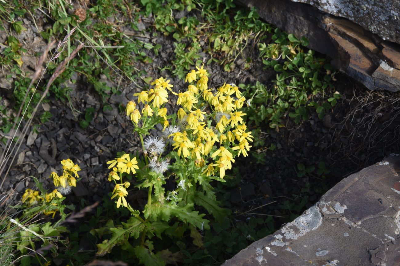 Изображение особи Senecio sosnovskyi.