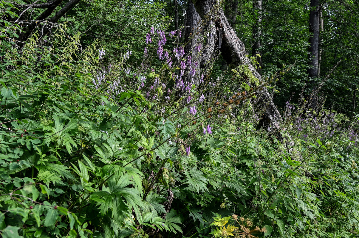 Image of Aconitum septentrionale specimen.
