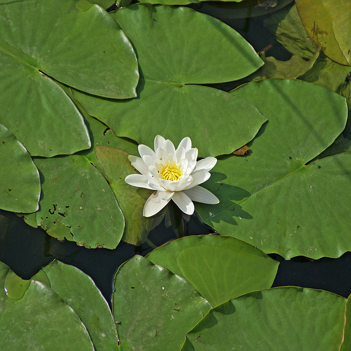 Image of Nymphaea candida specimen.