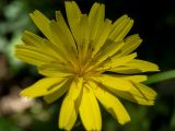 Lapsana intermedia