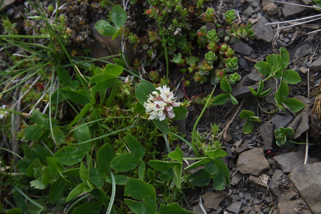 Image of Trifolium ambiguum specimen.