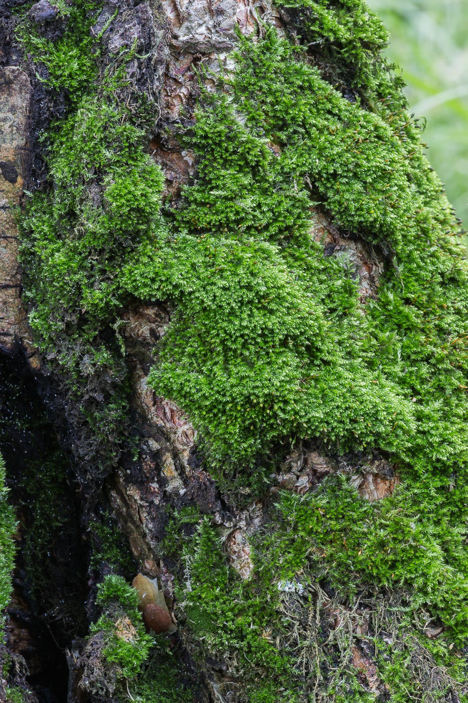 Image of Pterigynandrum filiforme specimen.