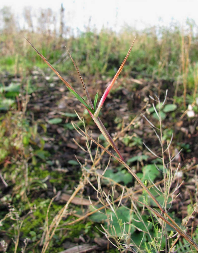 Image of Phleum pratense specimen.