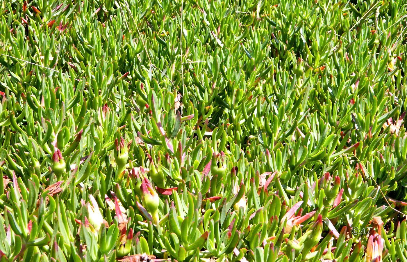 Image of Carpobrotus edulis specimen.