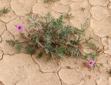 Erodium crassifolium