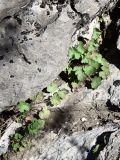 Geranium rotundifolium. Вегетирующие растения. Узбекистан, Ташкентская обл., Угамский хр. окр. кишлака Хумсан, скалы. 11.04.2015.