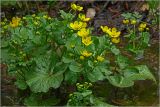 Caltha palustris. Цветущее растение. Московская обл., Раменский р-н, окр. дер. Хрипань, мелиорационная канава в смешанном лесу. 23.04.2025.