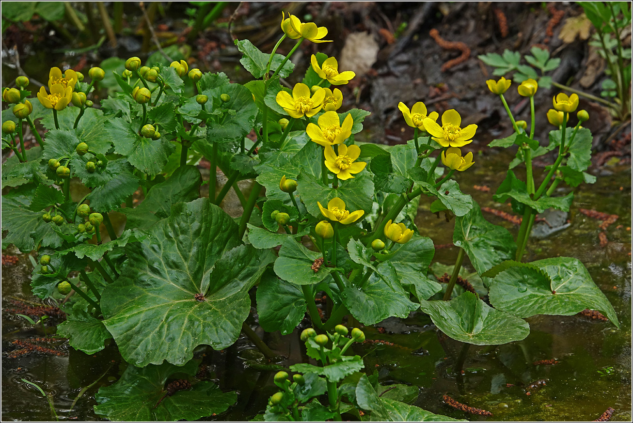 Image of Caltha palustris specimen.