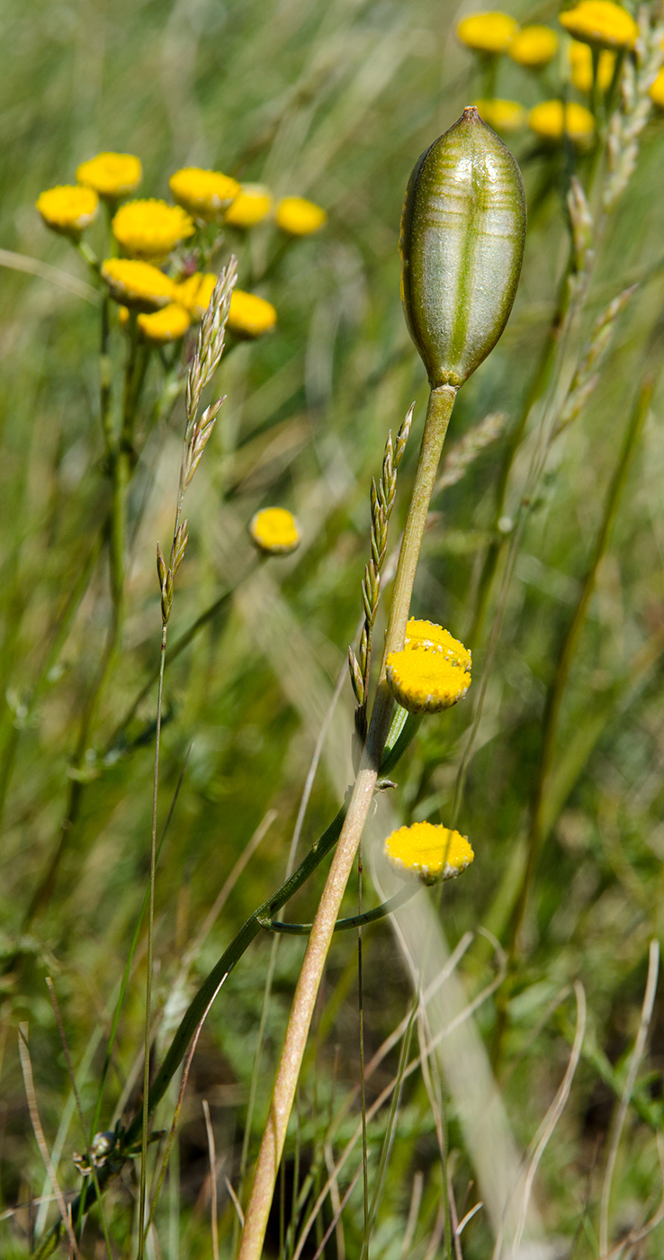 Image of Tulipa biebersteiniana specimen.