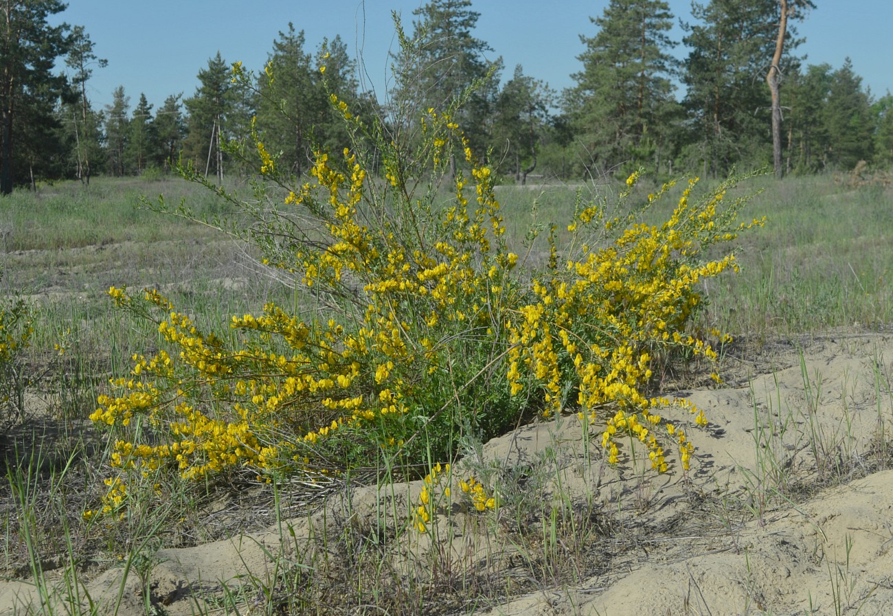 Изображение особи Chamaecytisus borysthenicus.