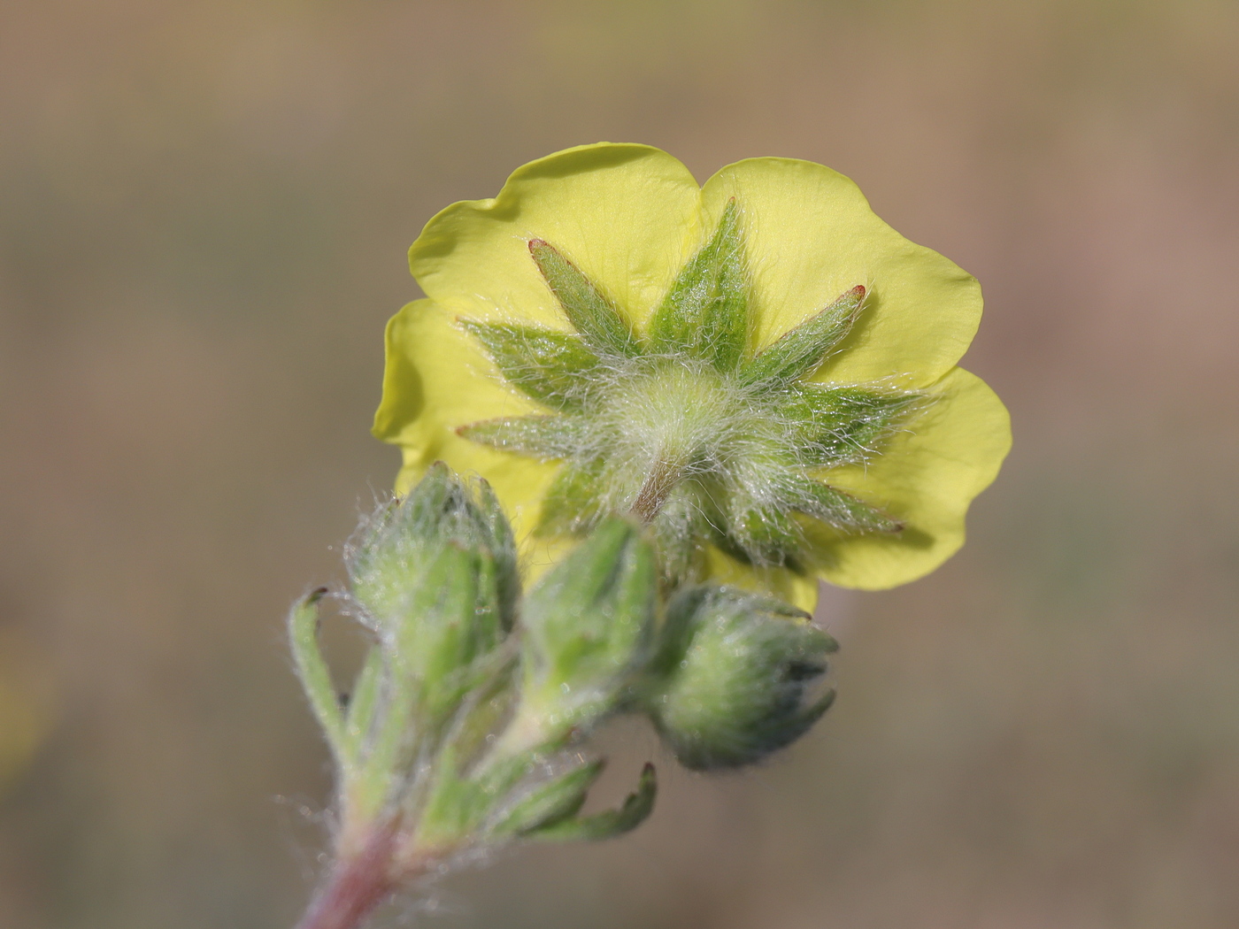 Image of Potentilla pedata specimen.