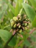 Astragalus schelichowii. Соцветие с бутонами. Хабаровский край, г. Комсомольск-на Амуре, дол. р. Силинка, обочина грунтовой дороги. 22.05.2025.
