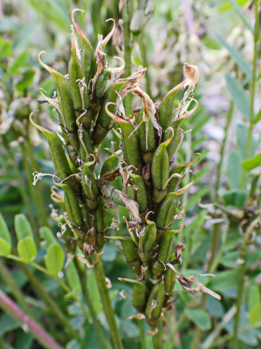 Image of Astragalus schelichowii specimen.