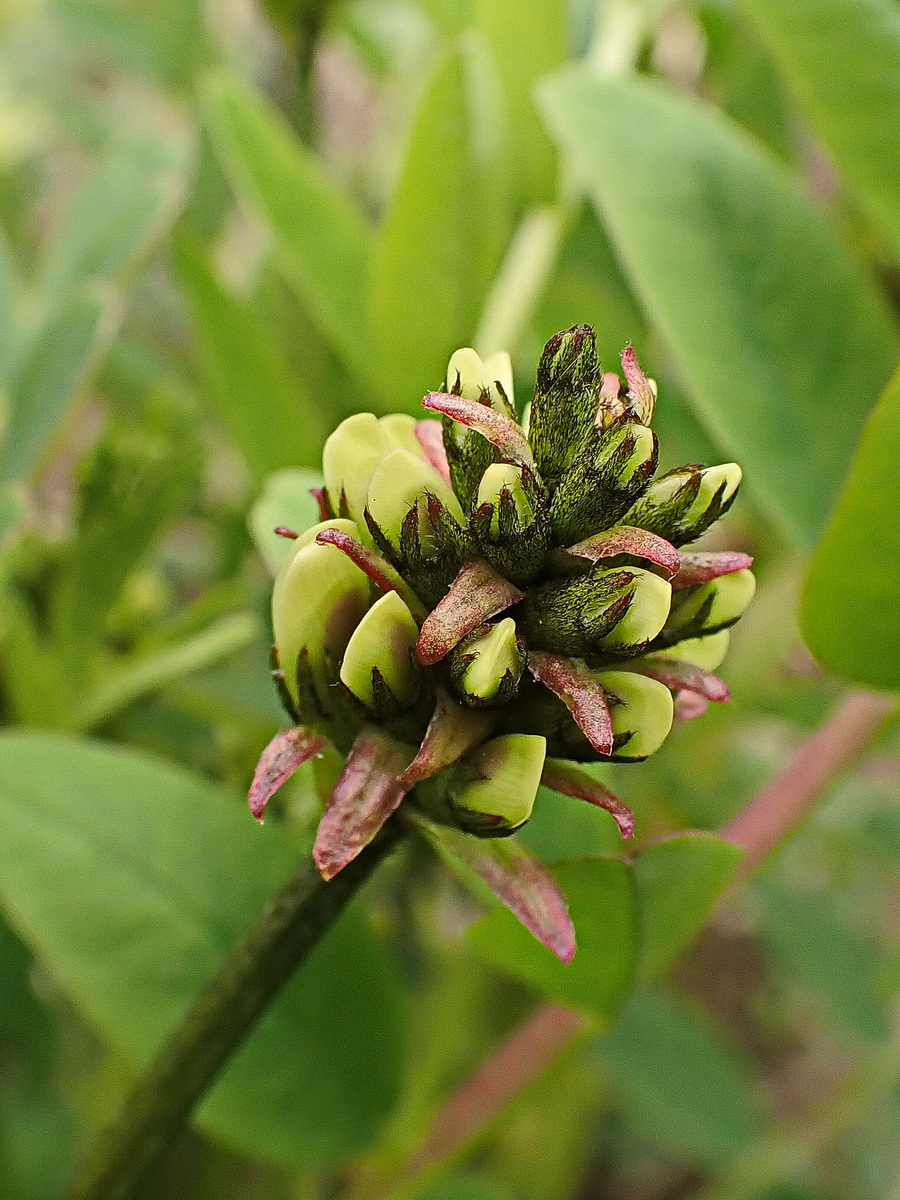 Изображение особи Astragalus schelichowii.