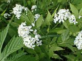 Cardamine leucantha
