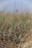 Allium praescissum. Цветущее растение. Крым, Керченский п-ов, окр. пос. Приморский, нарушенная полынно-типчаковая степь. 6 июля 2025 г.