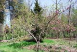 Magnolia × soulangeana. Цветущее дерево. Узбекистан, г. Ташкент, Ботанический сад им. Ф.Н. Русанова, глинистая почва, в культуре. 03.04.2022.