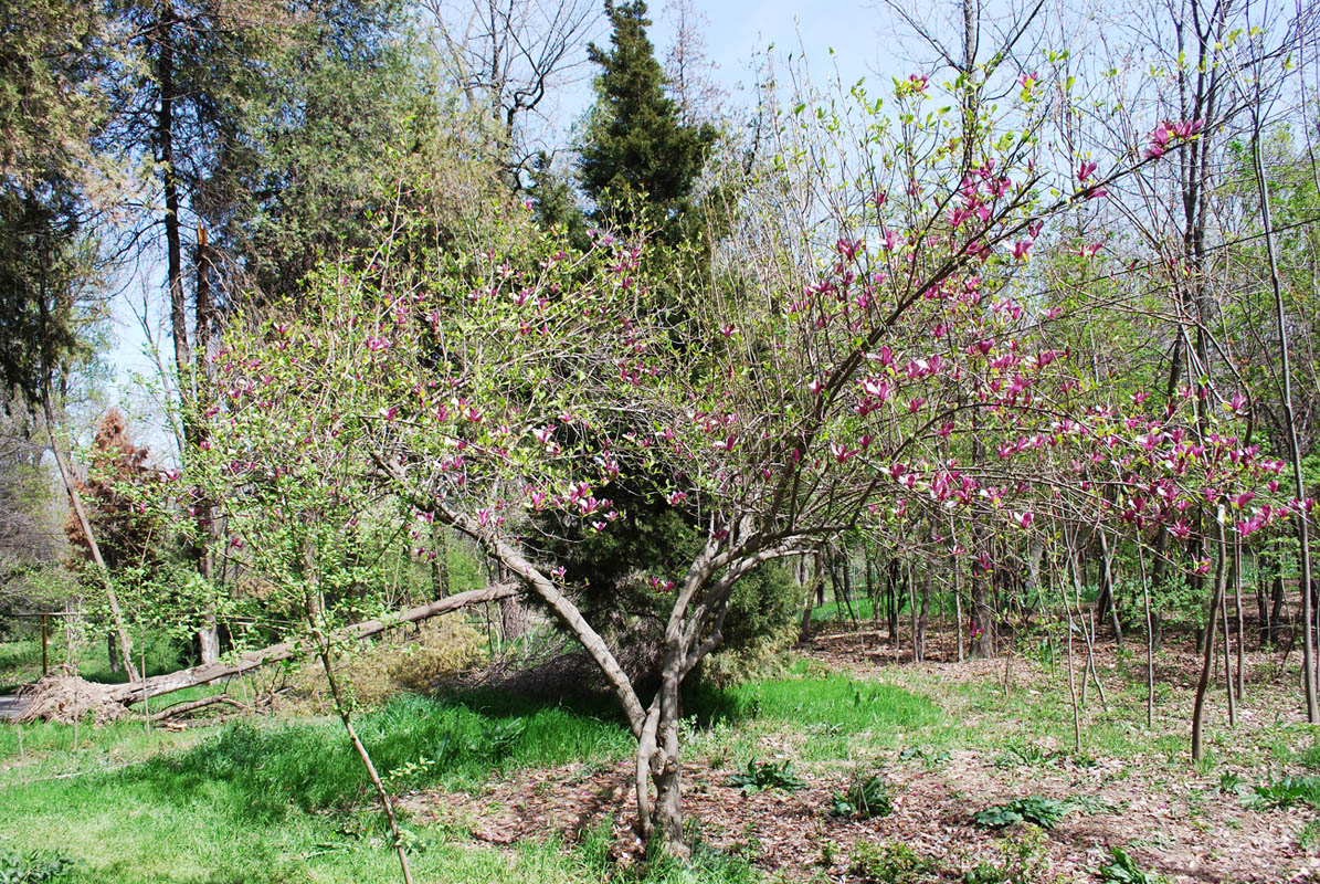 Image of Magnolia × soulangeana specimen.