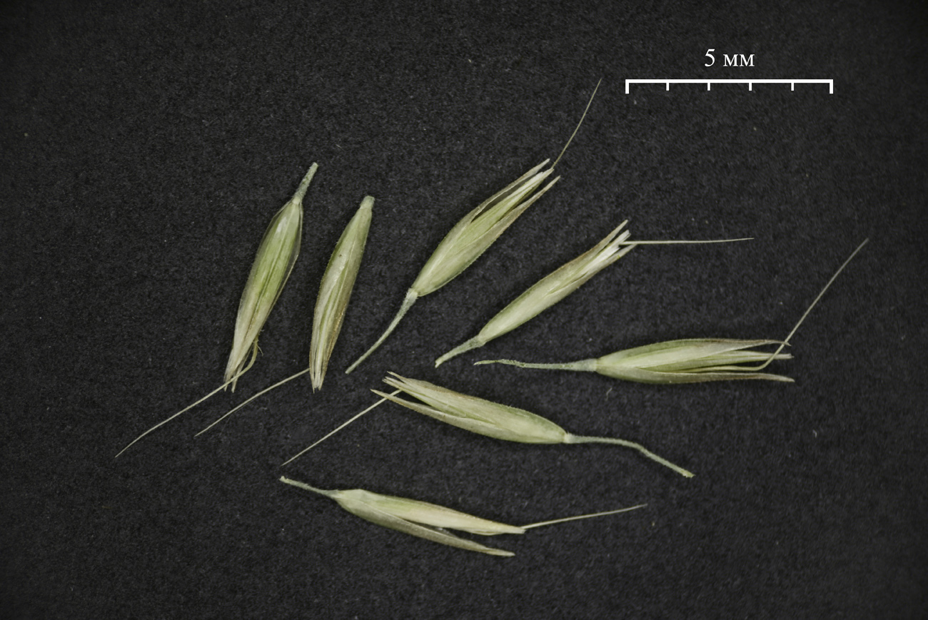 Image of Calamagrostis arundinacea specimen.