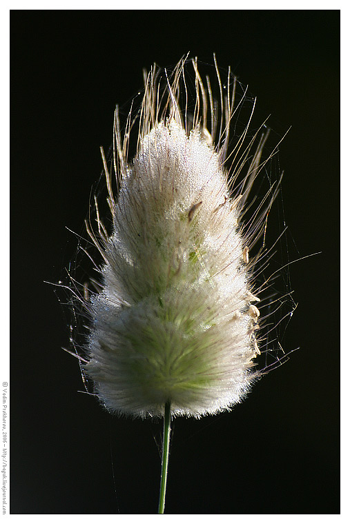 Image of Lagurus ovatus specimen.