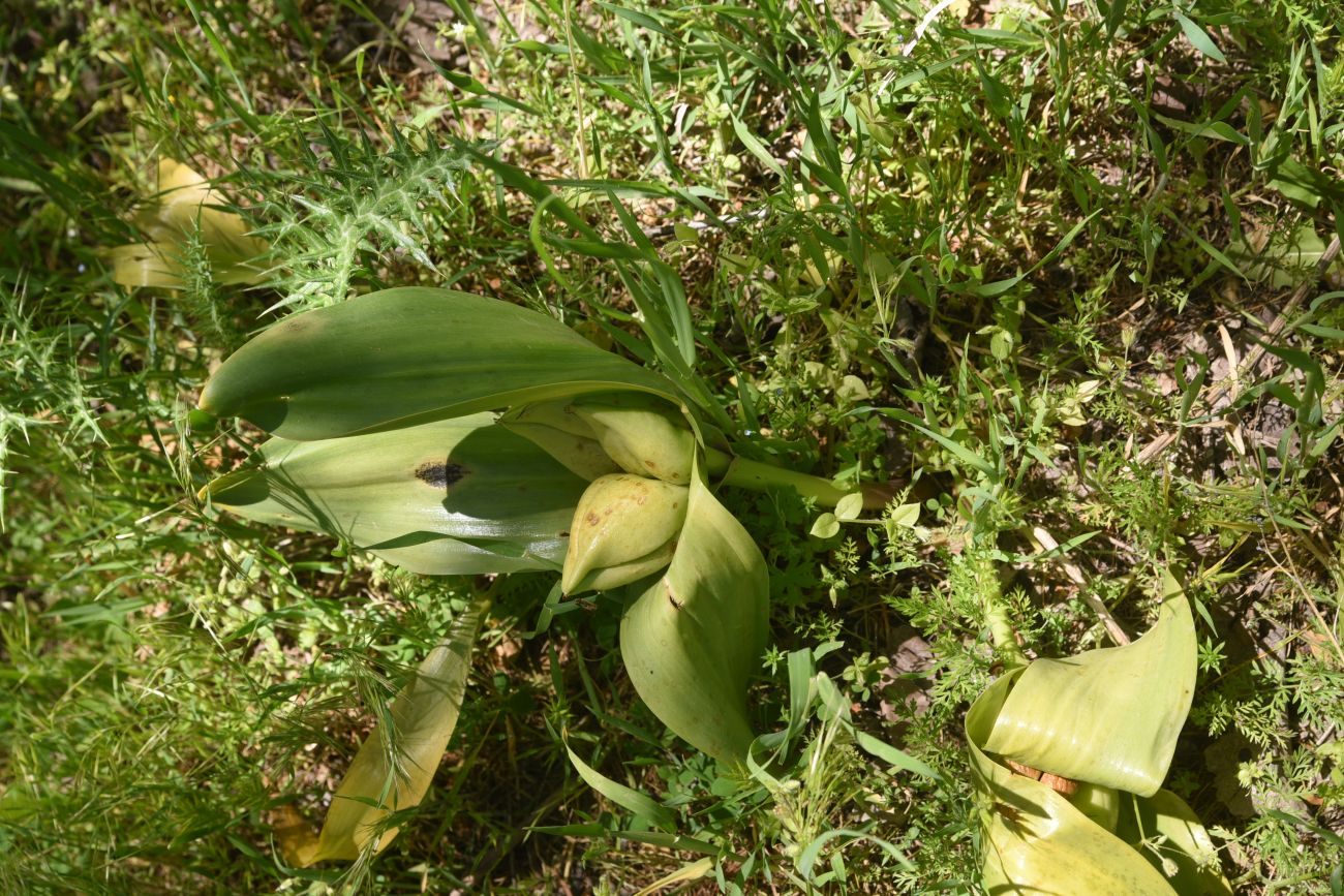 Image of Unknown species specimen.