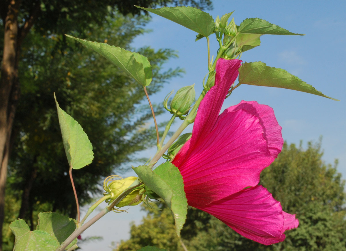 Изображение особи Hibiscus &times; hybridus.