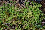 Selaginella kraussiana. Верхушки побегов вегетирующих растений. Португалия, Азорские о-ва, о-в Сан-Мигел, окр. оз. Лагоа-ду-Фогу, ≈ 1000 м н.у.м., верещатник. 14.08.2025.