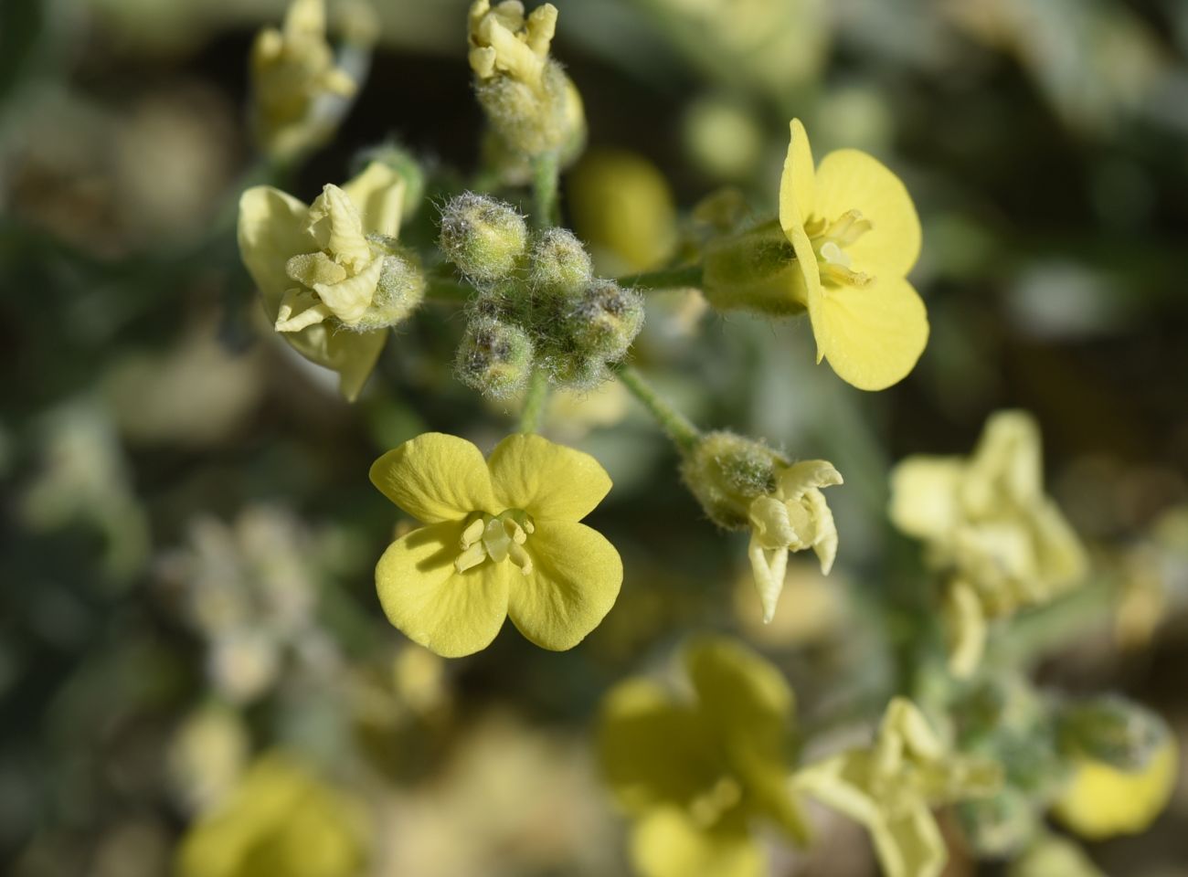 Image of familia Brassicaceae specimen.