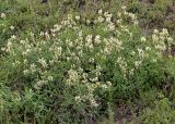 Astragalus albicaulis