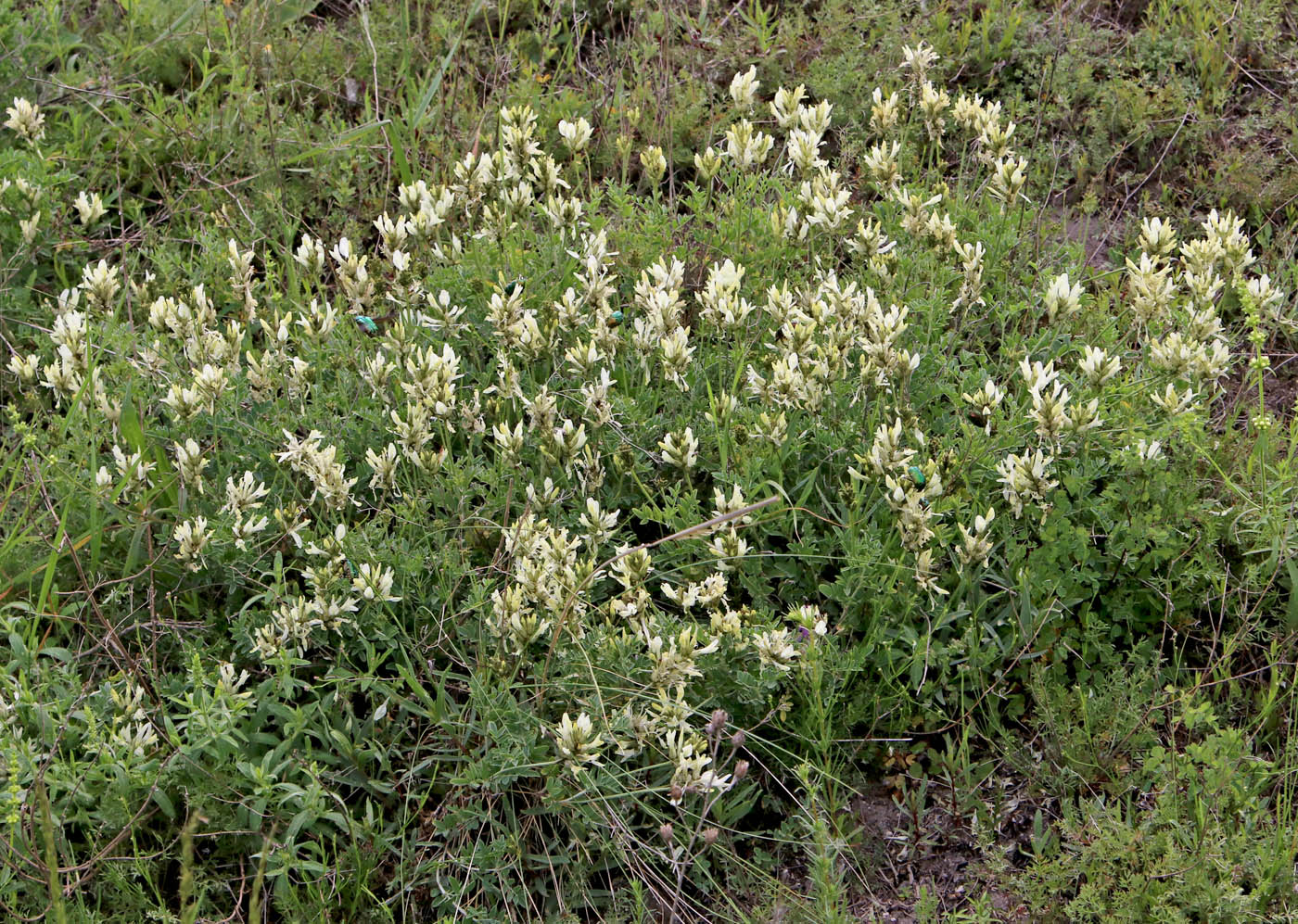 Изображение особи Astragalus albicaulis.