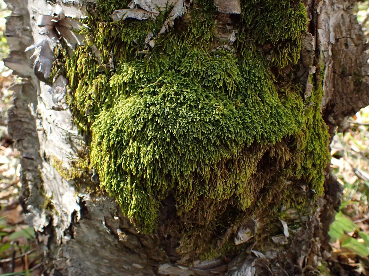 Изображение особи отдел Bryophyta.