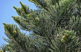 Araucaria heterophylla. Ветви с шишками. Португалия, округ Лейрия, пос. Назаре, в культуре. 07.08.2025.