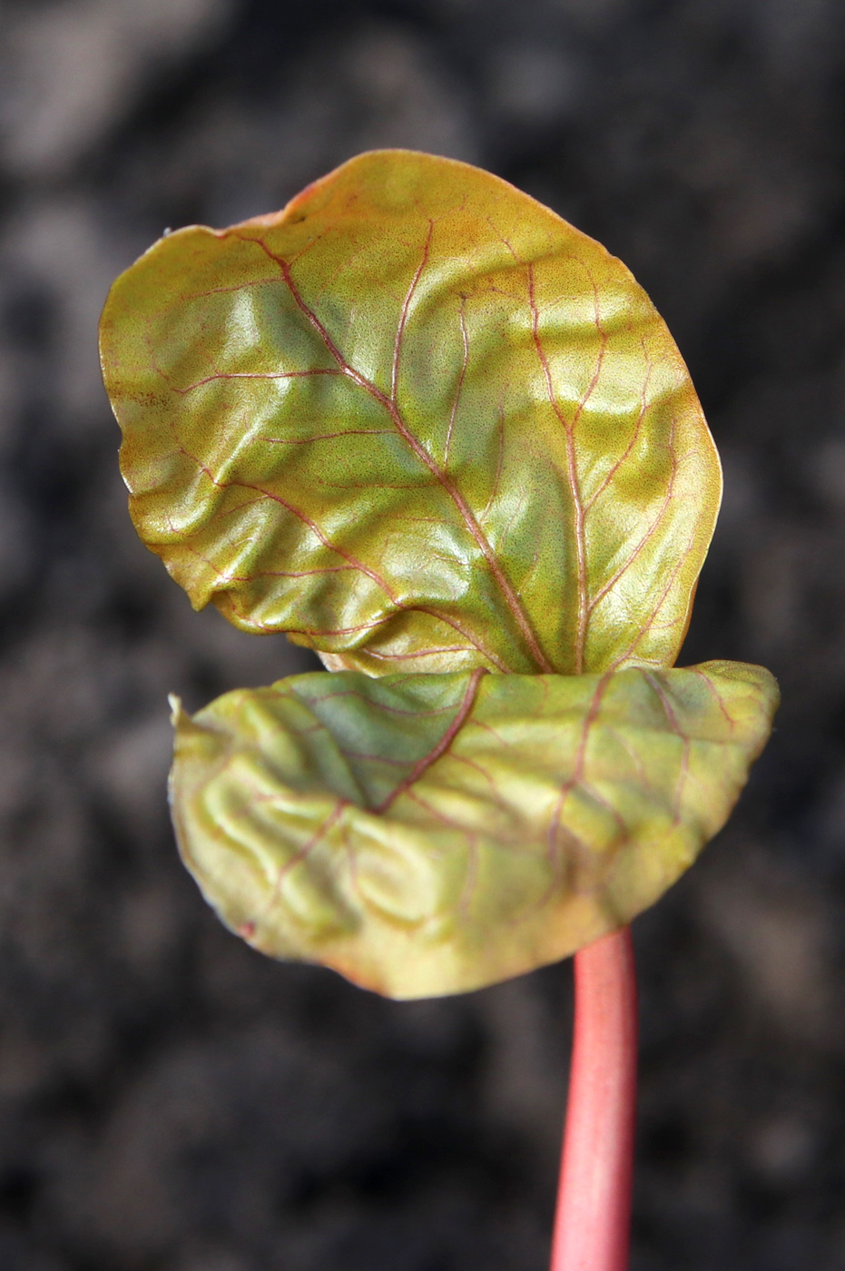 Image of Ricinus communis specimen.