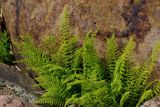 Athyrium filix-femina