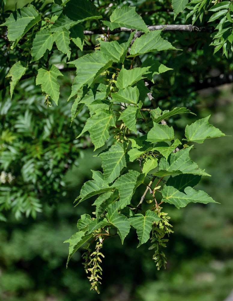 Image of Acer davidii ssp. grosseri specimen.