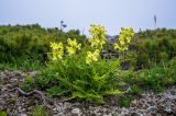 Pedicularis mandshurica